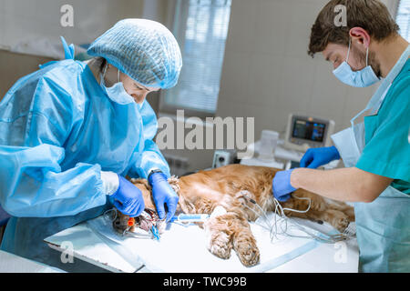 Veterinärmedizin Zahnheilkunde. Zahnarzt Chirurg Tierarzt reinigt und behandelt die Zähne des Hundes in einer Tierklinik. Ein Anästhesist überwacht die Selbststä Stockfoto