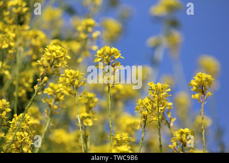 Die leuchtend gelben Blüten des Feld Senf auch bekannt als Brassica rapa Subsp oleifera vor dem Hintergrund des blauen Himmels. Stockfoto