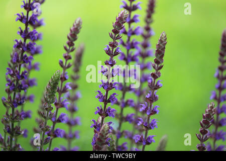 Die schöne lila Blütenrispen der Salvia officinalis 'Ostfriesland', gegen einen hellen Hintergrund. Auch auf dem Balkan oder den Wald Clary Salbei bekannt. Stockfoto