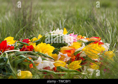 Ein armvoll wilder Zwerg Tulpen, die auf dem Gras. Schöne zerbrechliche Blumen der Republik Kalmykien. Das Juwel der Natur. Stockfoto