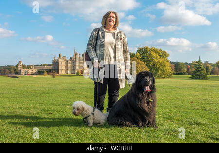 Elegante reife Frau, die mit ihren zwei Hunden - ein Bichon Frise und Neufundland - auf Gras in der Nähe der historischen Burghley House. Stamford, England, UK. Stockfoto