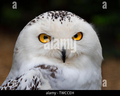 Weibliche Schneeeule Bubo scandiacus Captive Stockfoto