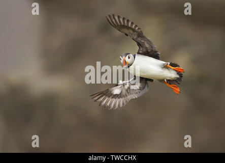 Nahaufnahme der Papageitaucher im Flug, Schottland, Großbritannien. Stockfoto