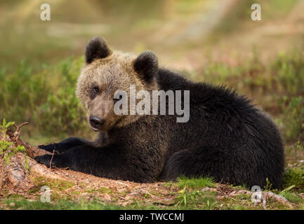 Nahaufnahme des Eurasischen Braunbär (Ursus arctos arctos) Cub im borealen Wald liegend, Finnland. Stockfoto