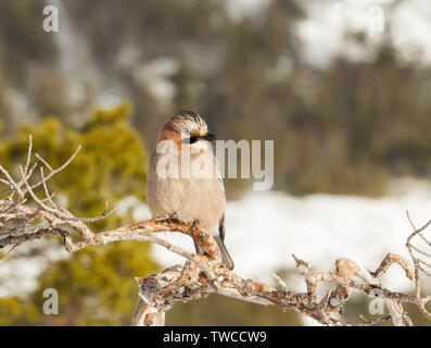 Nahaufnahme des Eurasischen Eichelhäher (Garrulus glandarius) hocken auf einem Ast im Winter. Stockfoto