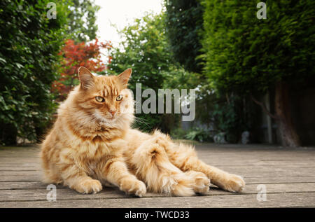 Nahaufnahme eines Ginger cat im Garten liegen, UK. Stockfoto
