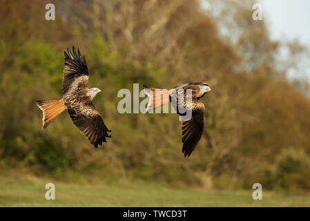 Nahaufnahme von roten Drachen (Milvus milvus) im Flug, Chilterns, Oxfordshire, UK. Stockfoto