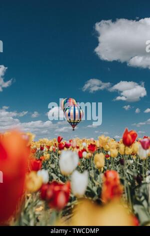 Schöne aussicht auf Tulpen mit bunten großen Luftballons oben Das Feld Stockfoto