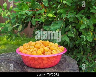 Eine Schale mit frisch gepflückte gelbe Himbeeren gefüllt. Sommer Ernte der leckeren süßen Beeren auf dem Hintergrund des grünen Blättern. Stockfoto