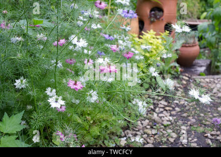 Nigella damascena 'Blumen persischen Juwelen". Liebe-in-der-Nebel Futter ein Pfad in einem Bauerngarten. Stockfoto