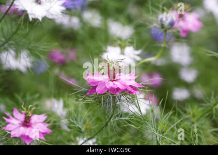 Nigella Damascena 'Persische Juwelen' Blumen. Liebe-in-the-Nebel. Stockfoto