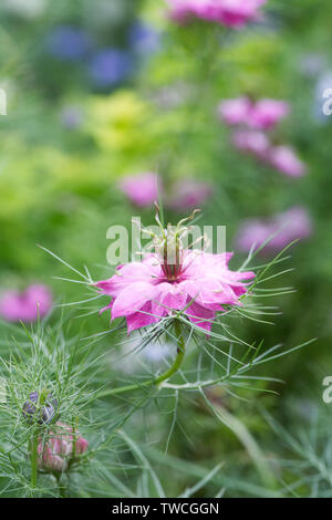 Nigella Damascena 'Persische Juwelen' Blumen. Liebe-in-the-Nebel. Stockfoto