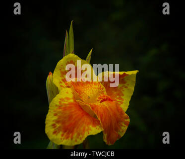 CANNA Lily Stockfoto