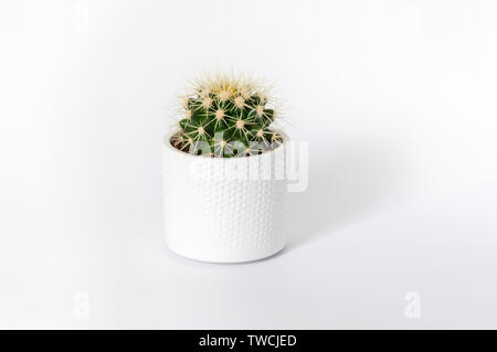 Golden barrel Cactus mit gelben spitzen in weißen Topf auf weißem Hintergrund. Minimalistisches Konzept Stockfoto