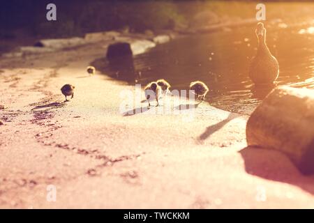 Ente und kleinen Entenküken durch den See. Entenküken laufen entlang der Sandstrand auf der Suche nach Nahrung. Helle Sonne wärmt Ihre warmen Strahlen. Stockfoto