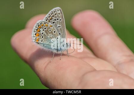 Schließen Sie herauf Bild der Gemeinsamen blauer Schmetterling mit Orange, Braun, Weiß und Blau und schwarze Flecken sitzen auf die Finger. Sonnigen Tag in der Natur. Stockfoto