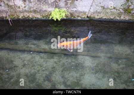 Koi im Teich mit einem Stein mit grünen von ooze unten abgedeckt. Stockfoto