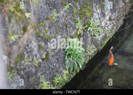Koi im Teich mit einem Stein mit grünen von ooze unten abgedeckt. Stockfoto