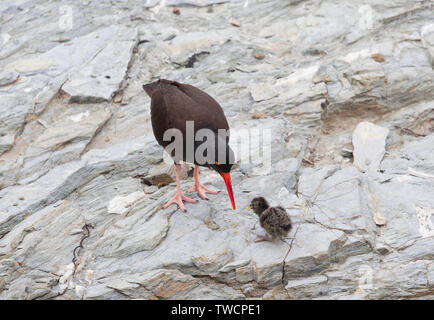 Schwarze Austernfischer Stockfoto