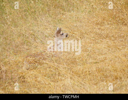 Schwarz tailed deer Fawn in hohen totem Gras Stockfoto