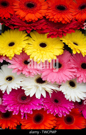 Farbenfrohe Gerbera zum Verkauf auf einem Markt in Wells, Somerset, UK Abschaltdruck Stockfoto