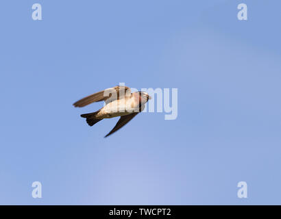 Cliff Swallow im Flug Stockfoto