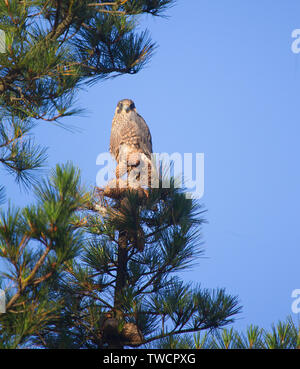 Wanderfalke Juvenile thront in Pine Tree Stockfoto