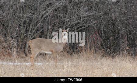 White-tailed Deer Stockfoto