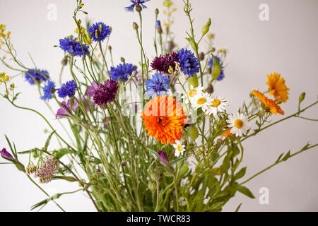 Blumenstrauß aus wild wachsenden Blumen aus der Natur auf weißem Hintergrund. Stockfoto