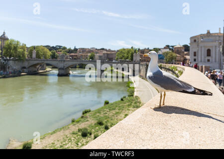 Seagull bewundern Tiber, Vittorio Emanuele II Bridge im Hintergrund. Rom, Italien. Stockfoto