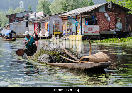 Mann, der Schlamm und Gülle auf shikara für seine schwimmenden Garten am Dal Lake, Srinagar, Jammu und Kaschmir, Indien Stockfoto