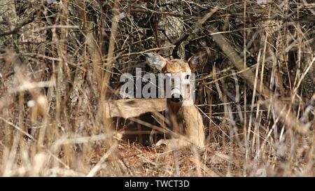 White-tailed Deer Stockfoto