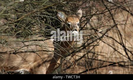 White-tailed Deer Stockfoto