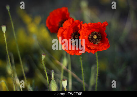 Drei Mohn Blumen im Weizenfeld. Krim. Stockfoto