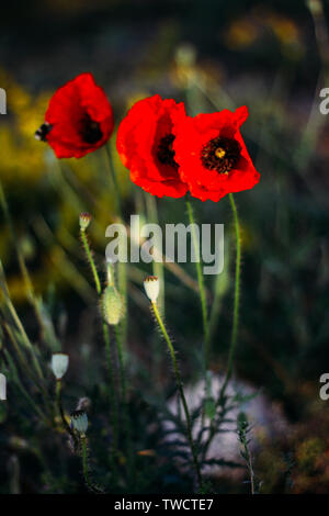 Drei Mohn Blumen im Weizenfeld. Mallorca Stockfoto