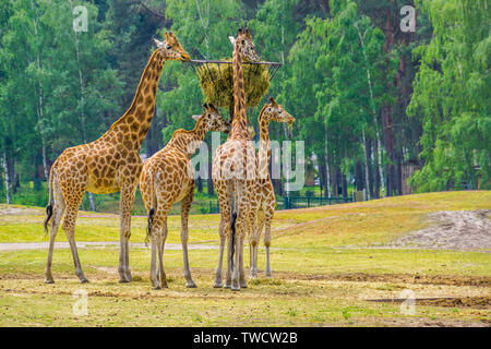 Familie der nubischen Giraffen Heu essen von einem Turm Warenkorb, Zoo, Fütterung, kritisch bedrohte Tierart aus Afrika Stockfoto