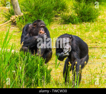 Zwei westlichen Schimpansen essen zusammen essen, kritisch bedrohte Primaten specie aus Afrika Stockfoto