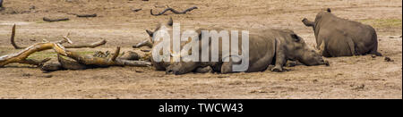 Gruppe der südlichen weißen Nashörner auf dem Boden aufliegt, gefährdete Tierart aus Afrika Stockfoto