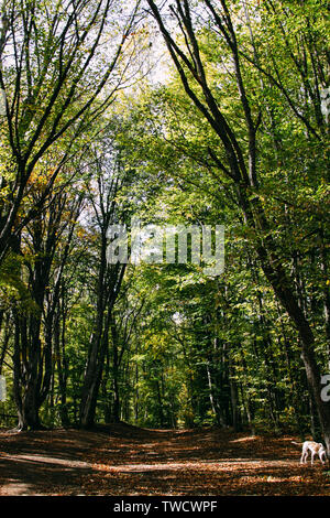 Üppiges, grünes Laub im Sommer Wald. Krim-Wald. Stockfoto
