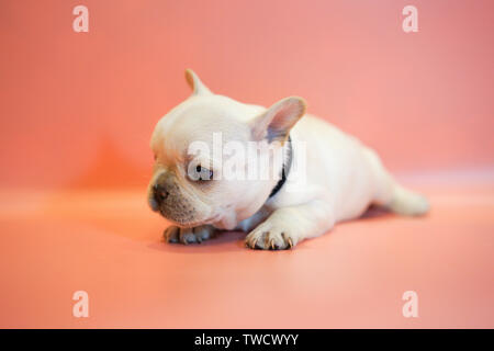 Französische Bulldogge. Stockfoto