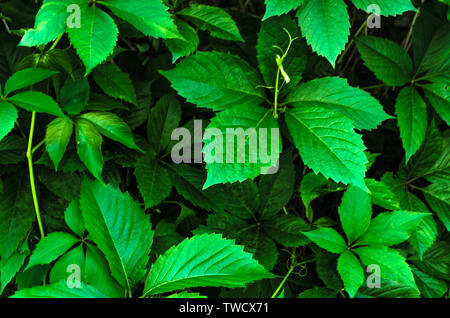 Wand von wilden Trauben Zweige mit Blättern im Sommer. Textur der Reben im Garten. Laub von Efeu an der Wand, Nahaufnahme, Natur Hintergrund. Für text Stockfoto