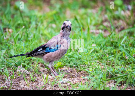 Europäische Jay (Garrulus Glandarius) Nest und fünf Eiern Stockfoto