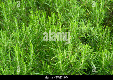 Grüne Rosmarin Kräutergarten, frisch grün Blatt sprigs close-up Stockfoto