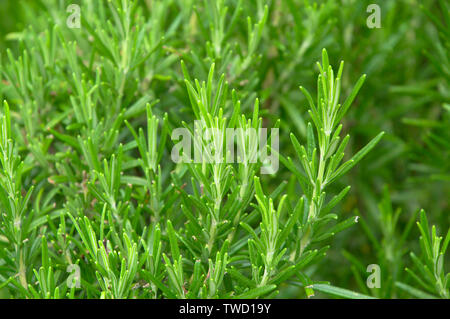 Grüne Rosmarin Kräutergarten, frisch grün Blatt sprigs close-up Stockfoto