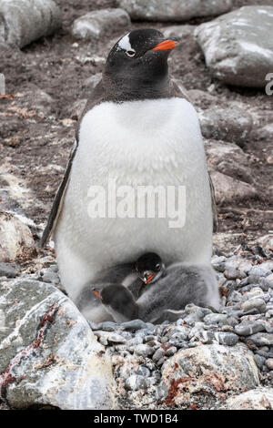 Gentoo Pinguin, Erwachsener und chick, Cuverville Island in der Antarktis vom 27. Dezember 2018 Stockfoto
