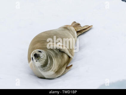 Krabbenesser, ruht auf Eis, gerlache Strait, Antarktis vom 21. Januar 2019 Stockfoto