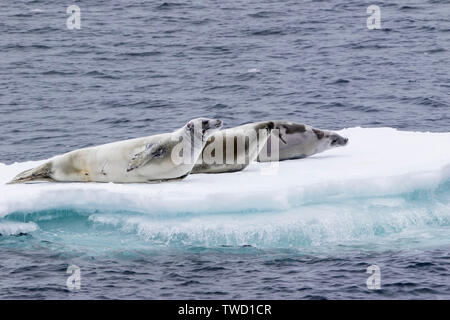 Krabbenesser, ruht auf Eis, gerlache Strait, Antarktis vom 21. Januar 2019 Stockfoto