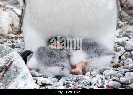 Gentoo Pinguin, Erwachsene mit twinchicks, Cuverville Island in der Antarktis vom 27. Dezember 2018 Stockfoto