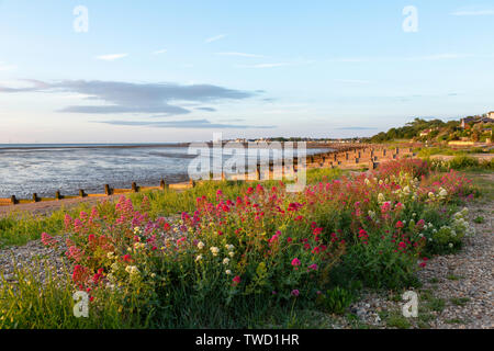 Rot-weiße Baldrian wachsen wild am Kieselstrand von Seasalter an der nördlichen Küste von Kent bei Whitstable, Kent, Großbritannien. Es sind Holzhähne sichtbar. Stockfoto