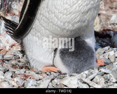 Gentoo Pinguin, Erwachsener und chick, Cuverville Island in der Antarktis vom 27. Dezember 2018 Stockfoto